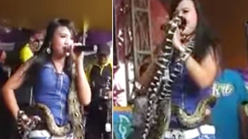 Tragis... Penyanyi Dangdut Irma Bule Tewas Dipatuk King Kobra saat Aksi Tari Ular di Panggung