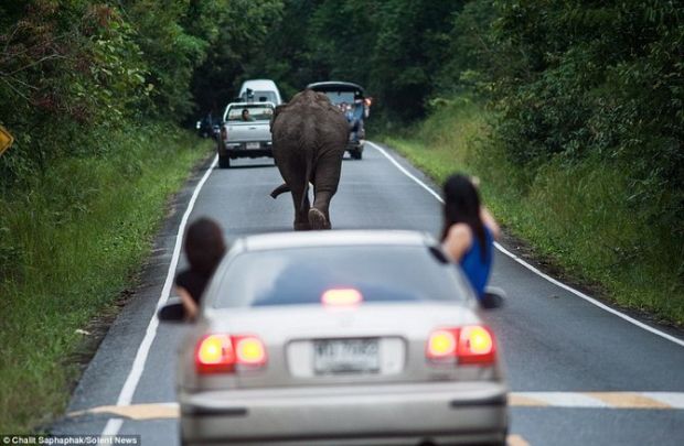 Macetnya Jalanan Thailand Dibikin Gajah yang Lagi Lapar