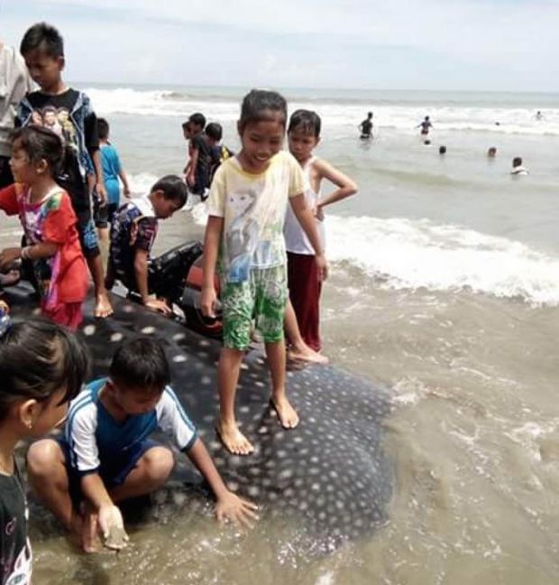 Lihat Nih... Ikan Besar Terdampar di Padang, Beratnya Lebih 5 Ton, Anak-anak Naik di Atasnya