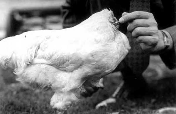 Ajaib, Ayam Bertahan Hidup 18 Bulan tanpa Kepala, Bisa Berlari dan Tak Mau Diam