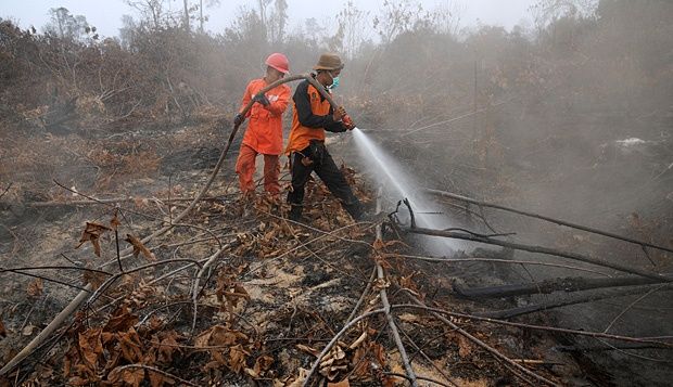 Aturan Bakar Lahan Usul Direvisi, Menteri LHK: Kebakaran Terjadi Lebih Banyak di Wilayah Perkebunan