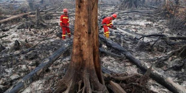Direktur 6 Perusahaan Biang Kebakaran Lahan di Sumsel Ditahan