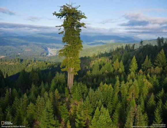 Tingginya 115 Meter, Inilah Hyperion, Pohon Tertinggi di Dunia