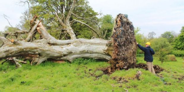 Pohon yang Tumbang akibat Dihantam Badai Ungkap Misteri Pembunuhan 1.000 Tahun Lalu