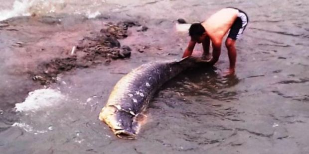 Inilah Ikan Raksasa dari Amazon yang Terdampar di Sungai Ciliwung Bogor