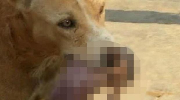 Mengharukan... Seekor Anjing Selamatkan Bayi dengan Mulutnya dari Pembuangan Sampah
