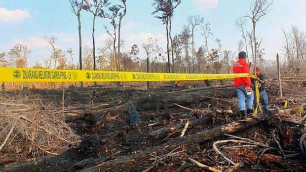 Kompor yang Ditinggal Karyawan saat Masak Nasi Penyebab Terbakarnya 70 Hektar Lahan Akasia di Bengkalis