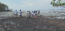 abrasi-capai-515-meter-tiap-tahun-pegiat-lingkungan-gelar-aksi-tanam-10-ribu-mangrove-di-pinggir