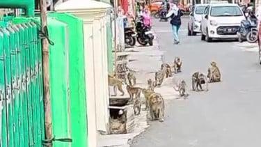 bmonyet-liar-serang-warga-indragiri-hilir-riau-sejumlah-orang-lukaluka-kena-gigitb
