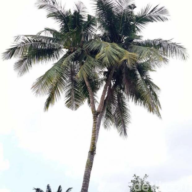 Pohon Kelapa Bercabang 3 di Tumbuh Normal di Desa Mengkapan Kabupaten Siak