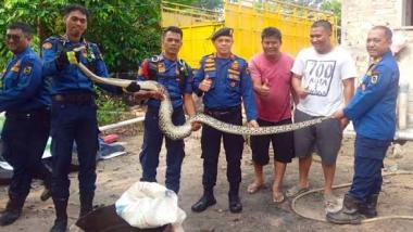 bular-menyelonong-masuk-kandang-ayam-warga-jalan-singgalang-pekanbarub