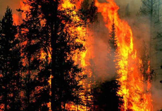 Dari 2 Juta Lahan dan Hutan yang Terbakar, Polisi Baru Mengusut 50 Ribu Hektar