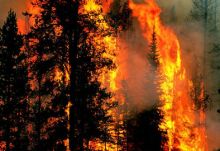dari-2-juta-lahan-dan-hutan-yang-terbakar-polisi-baru-mengusut-50-ribu-hektar