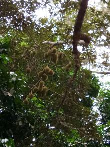 asyiknya-menikmati-buah-durian-kampung-agam-sambil-berwisata-di-kabupaten-siak