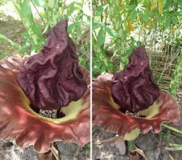 Tanaman Mirip Bunga Bangkai Tumbuh di Pekarangan Warga Lubukdalam Kabupaten Siak