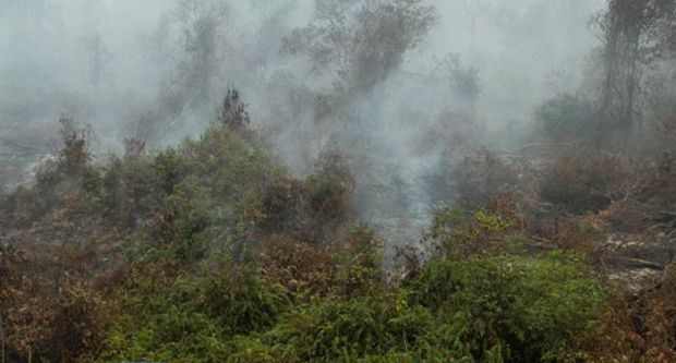 Sudah 15 Hari, Kebakaran Lahan di Gurun Panjang, Dumai Belum Juga Padam