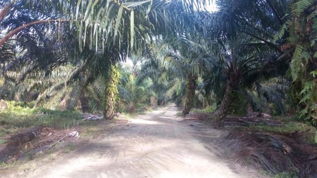 Luas Kebun Sawit Ilegal di Riau Mencapai 1,8 Juta Hektar; tanpa Izin Pelepasan Kawasan Hutan dari KLHK, Caplok Lahan Kawasan Hutan Lindung