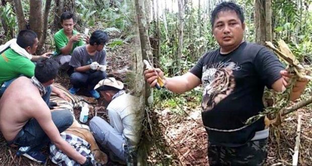 Ada Harimau Terluka Kena Jerat di Konsesi PT RAPP, Wakil Ketua DPRD Riau Asri Auzar: Perusahaan Harus Tanggung Jawab!