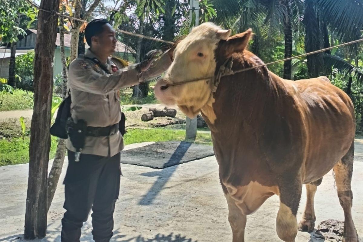<b>Dibeli Seharga Rp73 Juta, Sapi Kurban Prabowo di Indragiri Hulu Riau Dimandikan 2 Kali Sehari dan Diberi Jamu</b>