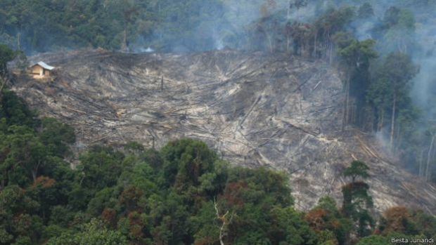 Dua Hari Pertama Bulan Juli, ”Pembakaran” Hutan dan Lahan di Riau Melonjak Drastis