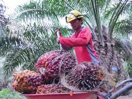 Harga TBS Kelapa Sawit Mitra Plasma Riau Kembali Naik, Kenaikan Tertinggi Terjadi Pada Umur Sembilan Tahun