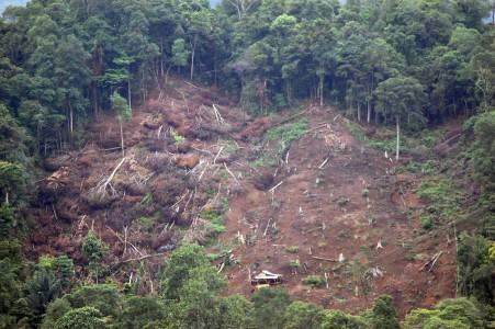 Ekspos DPRD Terkait 33 Perusahaan Diduga Kuasai Hutan Ilegal Ternyata Hanya ”Data” Kecil, yang Spektakuler Ada di KLHK