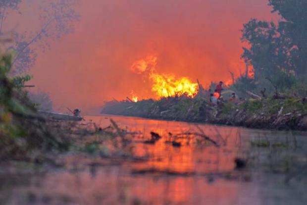 Api Masih Membara di Hutan dan Lahan Riau, Sebaran Titik Panas Naik Lebih 300 Persen