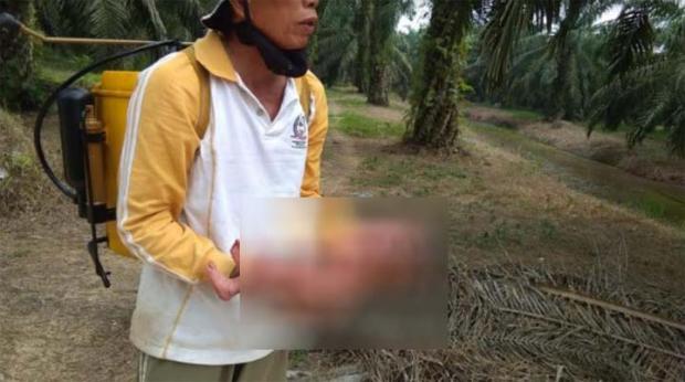 Bayi Perempuan di Siak Ditemukan Hidup setelah Ditinggal di Kebun Sawit Kampung Langkai
