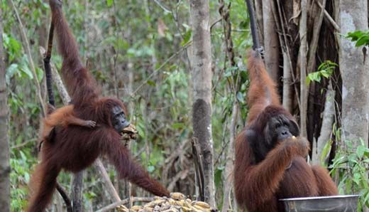 Warga Desa Ringin Batang Gansal Inhu Terkaget-kaget Lihat Orangutan Berkeliaran di Sekitar Mesjid dan Rumah Mereka