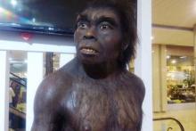 homo-erectus-manusia-purba-di-sangiran-dipamerkan-di-pekanbaru