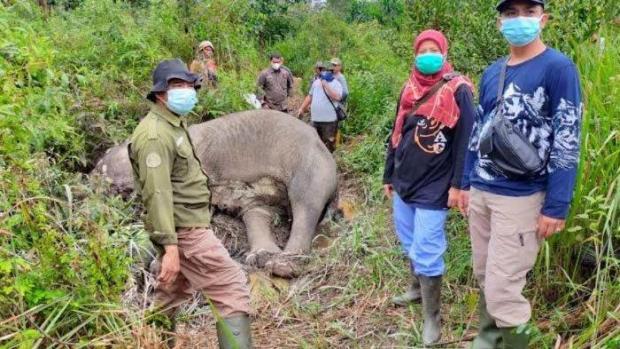 Gajah Berbobot 2 Ton Mati di Bukit Apolo Pelalawan, Semua Organ Dalam Tubuh Sudah Rusak