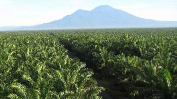 Palma Inti Lestari Siap Suplai Bibit Sawit Unggulan untuk Dukung Program Replanting Kelapa Sawit