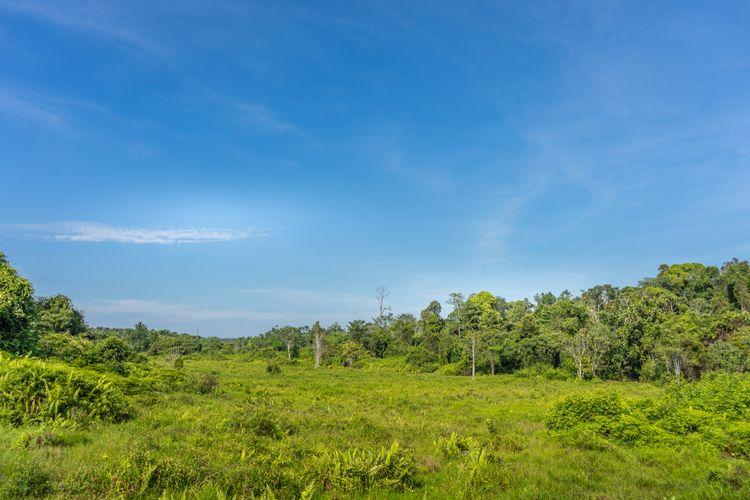 Oknum di Dusun Takejaya Diduga Terlibat dalam Perusakan Habitat Harimau di TNTN Pelalawan
