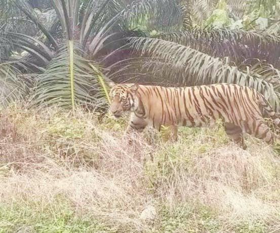 Direkam dari Dalam Mobil, Harimau Muncul di Areal Perkebunan Warga di Indragiri Hulu