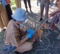 <b>Berbagi Jenis Penyakit Hewan Ternak Jadi Ancaman Serius Bagi Peternak di Riau, Jumlah Kasus Tertinggi Terdata di Wilayah Kabupaten Kampar</b>