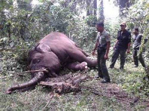Gajah Betina Dewasa Ditemukan Mati di Balairaja Bengkalis