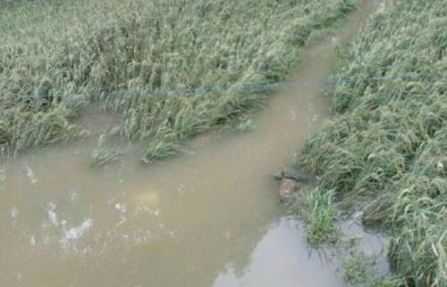 PT Arara Abadi Diduga Tutup Kanal Persawahan, Puluhan Hektar Padi di Pelalawan Gagal Panen