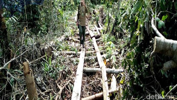 Satu Lagi Pembalak Liar Cagar Biosfer di Kabupaten Bengkalis Ditangkap Polisi