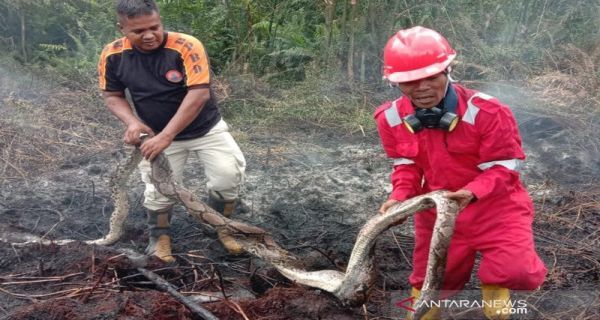 Ular Piton dengan Kondisi Melingkar Melindungi Telurnya Mati Terpanggang dalam Kebakaran Lahan di Pekanbaru