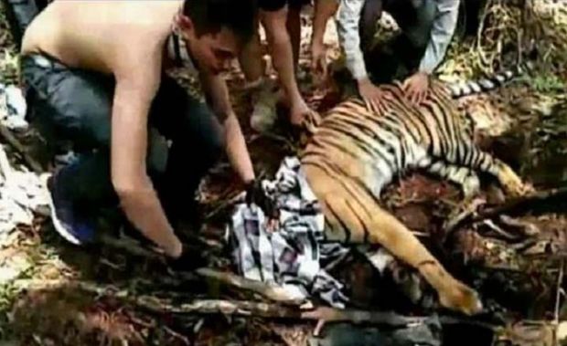 Soal Harimau Sumatera Alami Luka Serius karena Terjerat di Konsesi PT RAPP, Ini Kata WWF