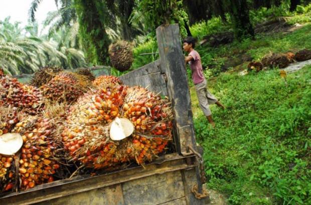 Temuan KPK: Banyak Perusahaan Sawit di Riau Tak Bayar Pajak