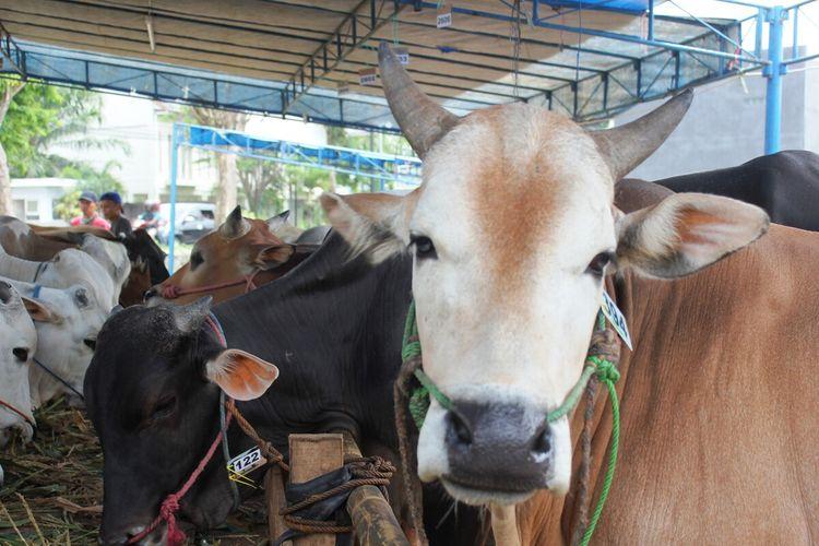 <b>Distankan Pekanbaru jamin hewan kurban Idul Adha sehat dan layak</b>