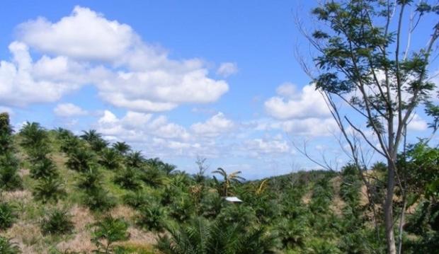 Polda Riau Naikkan Status PTPN V ke Tahap Penyidikan Terkait Dugaan Penggarapan Kawasan Hutan di Kuansing