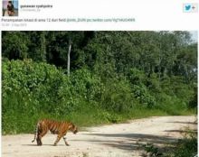 netizen-heboh-video-penampakan-harimau-di-duri-field-beredar-di-ifacebooki