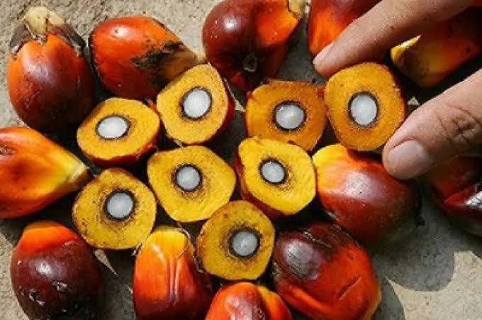 <b>Periode Sepekan ke Depan, Harga TBS Kelapa Sawit Mitra Plasma di Riau Naik Lagi</b>