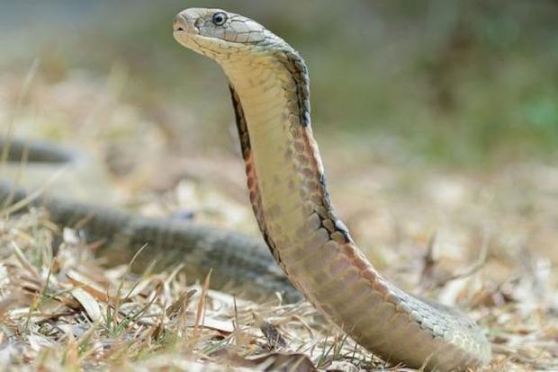 Coba Tangkap Kobra yang Didapati di Belakang Rumah, Mata Abdul Ghofar Malah Kena Semburan Racun Ular