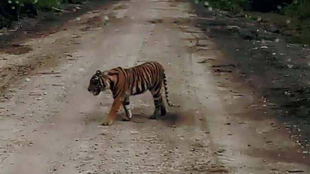 Harimau Sumatera Liar Masih Berkeliaran di Desa Teluknibung Indragiri Hilir