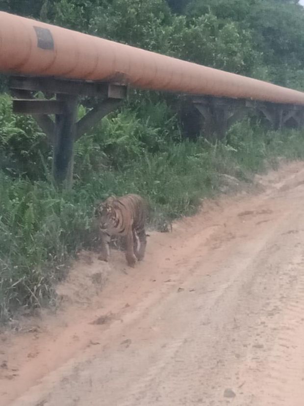 Harimau Muncul di Ladang Minyak BOB Siak, Warga yang Berjumpa Saat Pulang Kerja Spontan Merekamnya