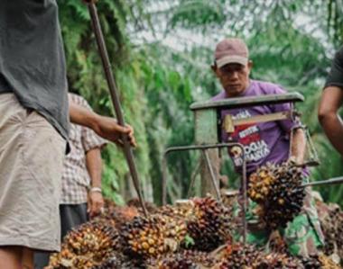 bsepekan-ke-depan-harga-tbs-kelapa-sawit-mitra-swadaya-di-riau-naikb