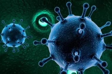 bkasus-flu-babi-di-indragiri-riau-jadi-perhatian-pemda-luar-kota-bogor-mulai-siaga-potensi